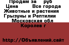 Продам за 50 руб. › Цена ­ 50 - Все города Животные и растения » Грызуны и Рептилии   . Московская обл.,Королев г.